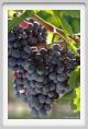 tenuta_di_arceno771