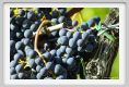 tenuta_di_arceno899
