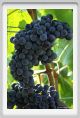 tenuta_di_arceno900