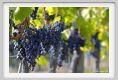 tenuta_di_arceno901