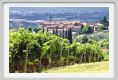 tenuta_di_arceno905