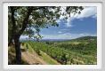 tenuta_di_arceno917