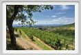 tenuta_di_arceno918
