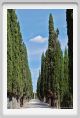 tenuta_di_arceno907