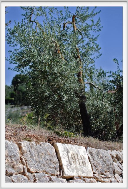 tenuta_di_arceno964
