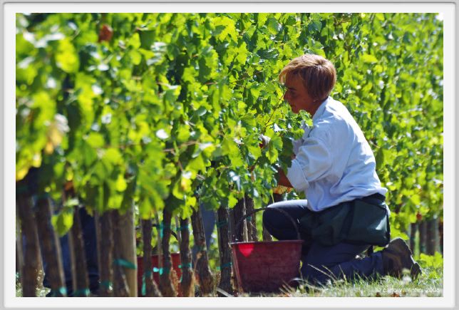 tenuta_di_arceno1140