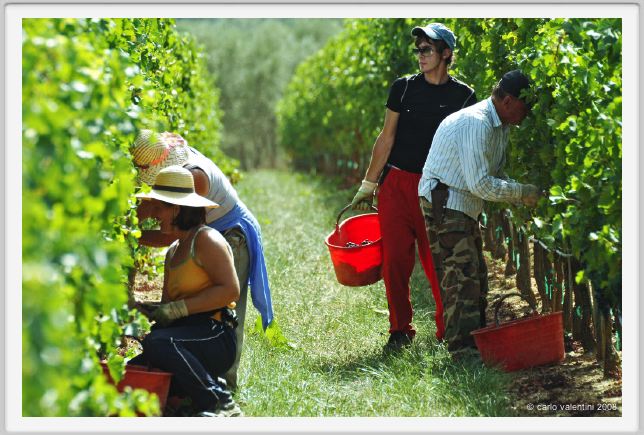 tenuta_di_arceno1145