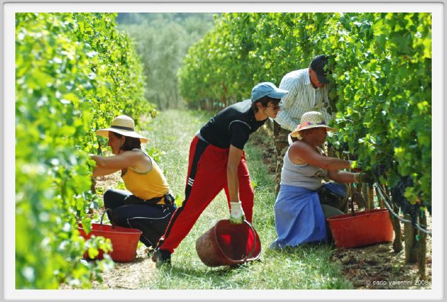 tenuta_di_arceno1147