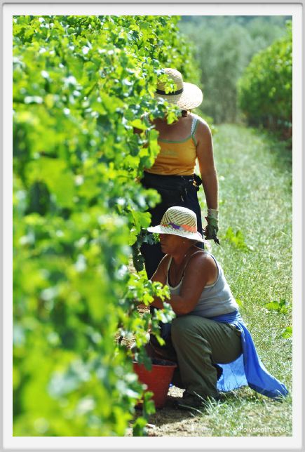 tenuta_di_arceno1154