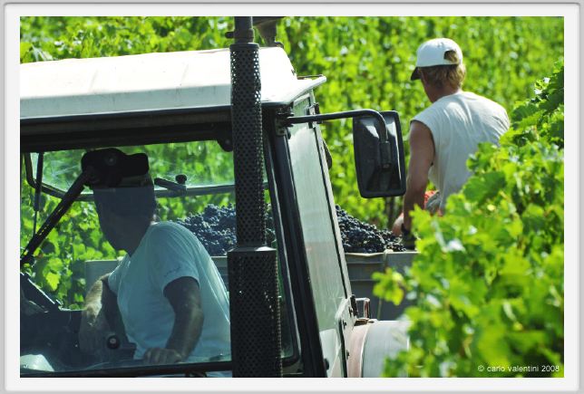tenuta_di_arceno1156