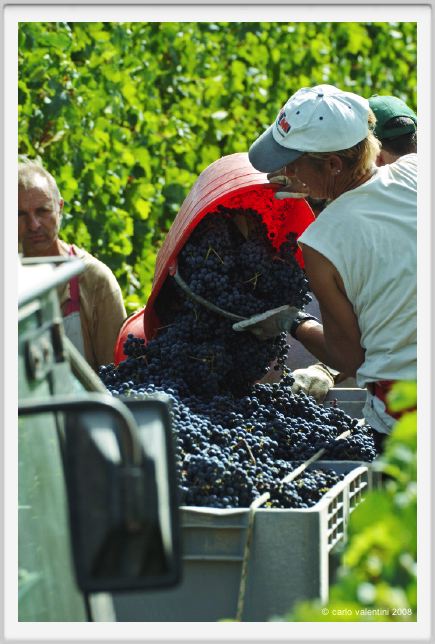 tenuta_di_arceno1158