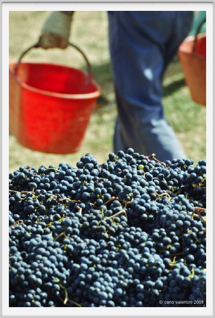 tenuta_di_arceno1165