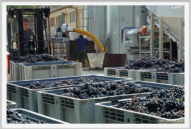 tenuta_di_arceno1108