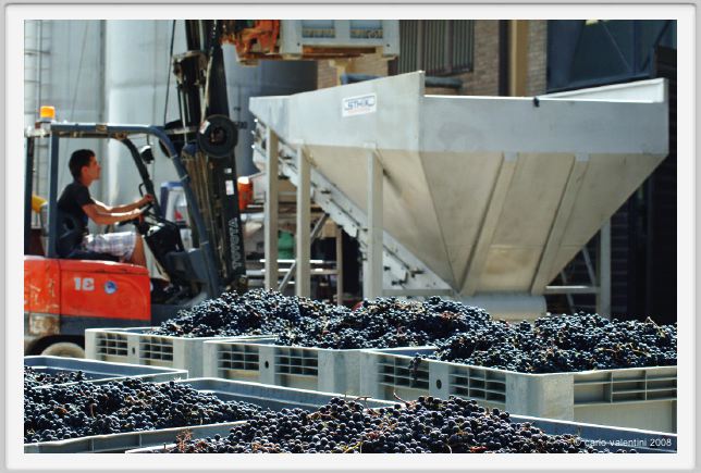 tenuta_di_arceno1109