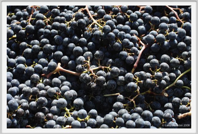 tenuta_di_arceno1111