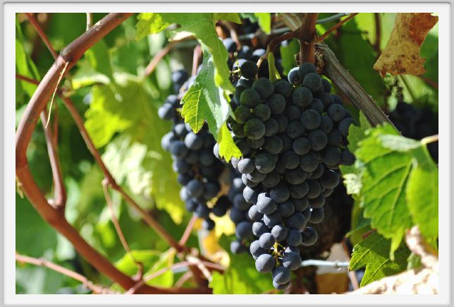 tenuta_di_arceno992