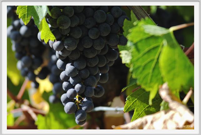 tenuta_di_arceno993