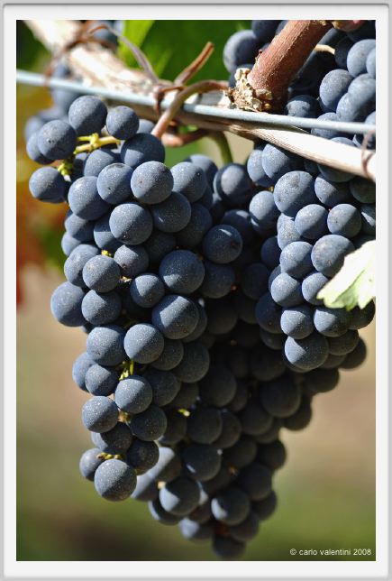 tenuta_di_arceno997