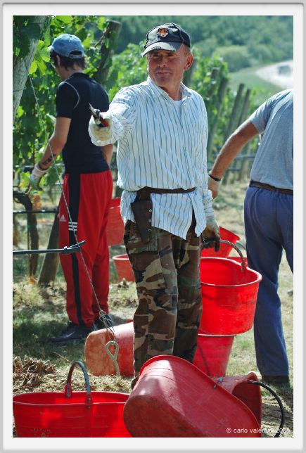 tenuta_di_arceno1005