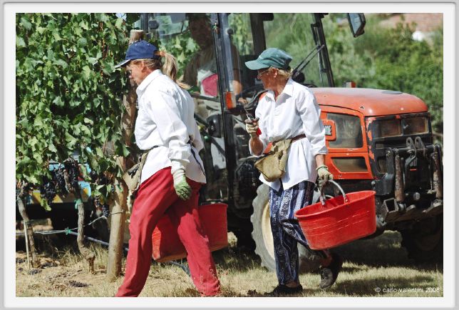 tenuta_di_arceno1008