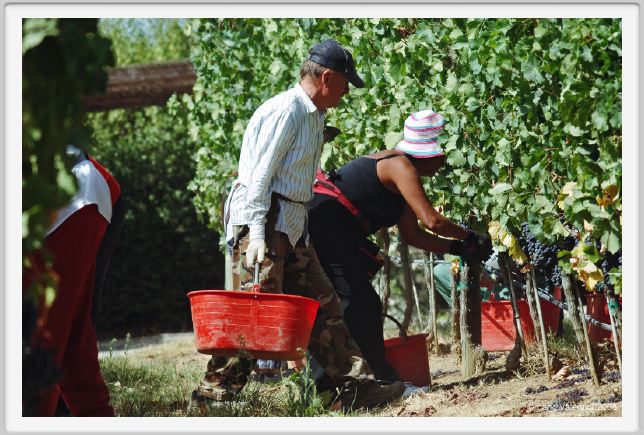 tenuta_di_arceno1009