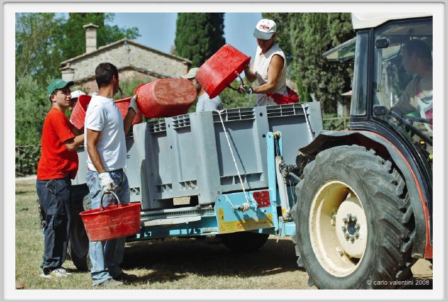 tenuta_di_arceno1011