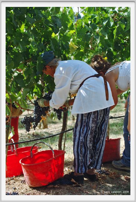 tenuta_di_arceno1012