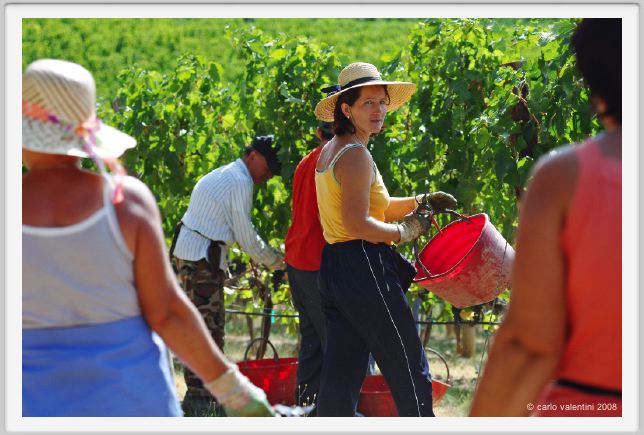 tenuta_di_arceno1014