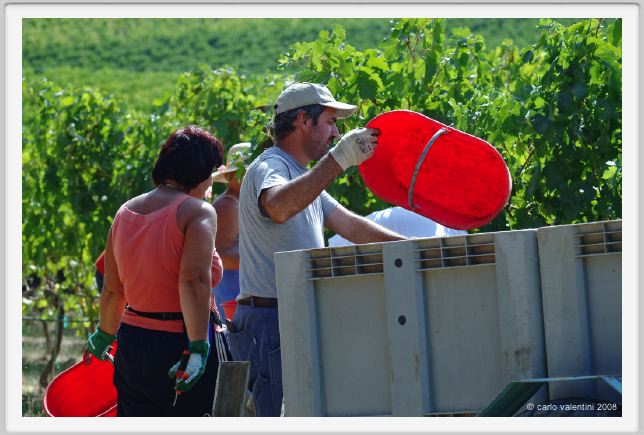 tenuta_di_arceno1015