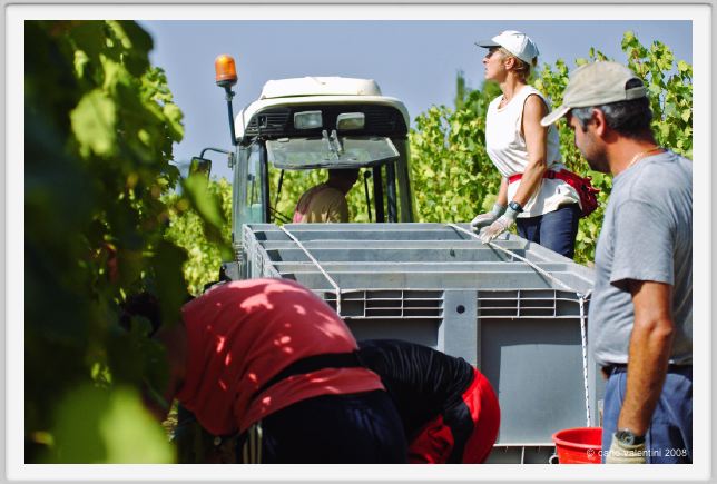 tenuta_di_arceno1020