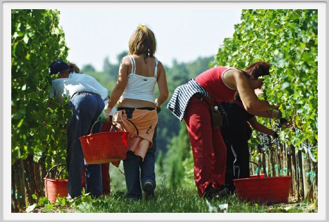 tenuta_di_arceno1029