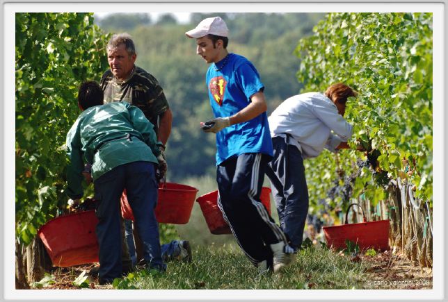tenuta_di_arceno1030