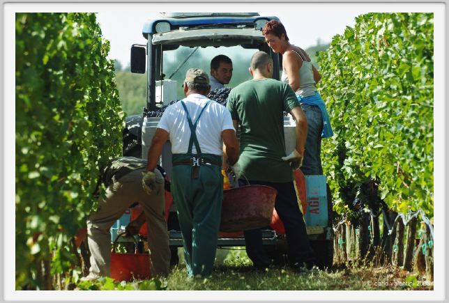 tenuta_di_arceno1032