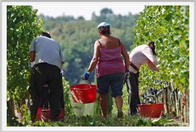 tenuta_di_arceno1034