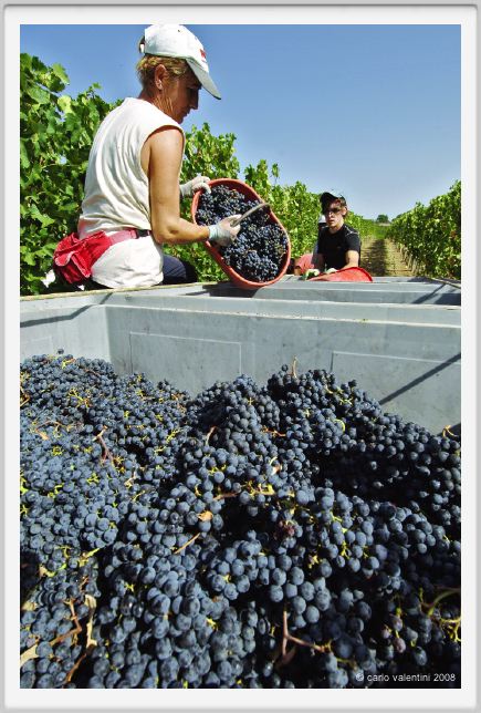 tenuta_di_arceno1050