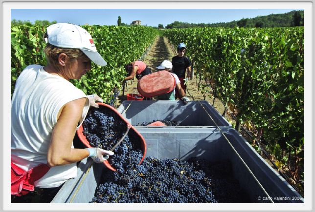tenuta_di_arceno1056