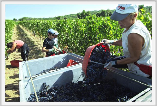 tenuta_di_arceno1062