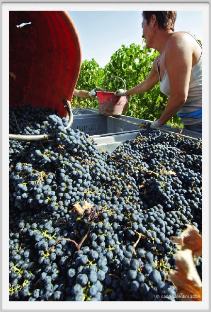 tenuta_di_arceno1076