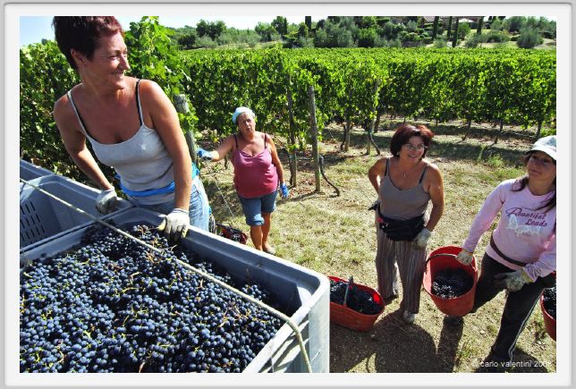 tenuta_di_arceno1077