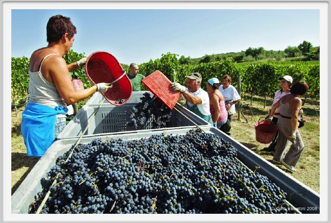 tenuta_di_arceno1081