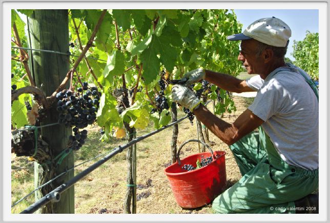tenuta_di_arceno1094