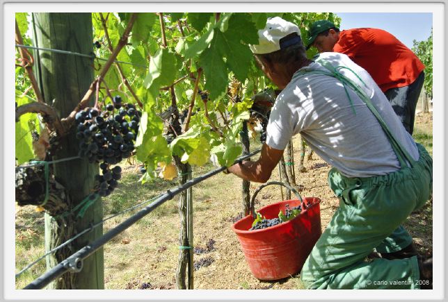 tenuta_di_arceno1095