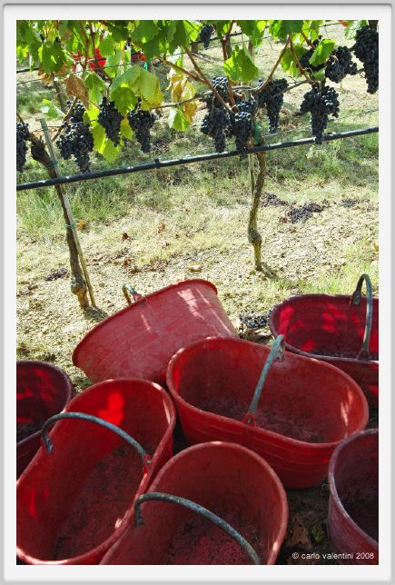 tenuta_di_arceno1096