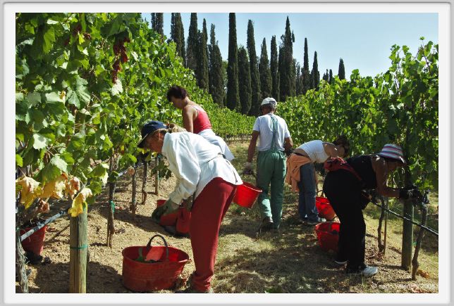tenuta_di_arceno1097