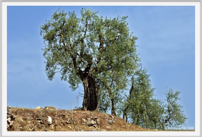 tenuta_di_arceno1102