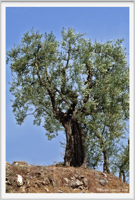 tenuta_di_arceno1103