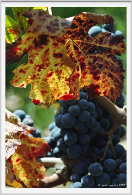tenuta_di_arceno1128