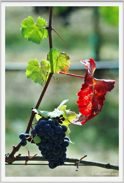 tenuta_di_arceno1131