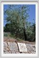 tenuta_di_arceno964