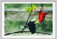 tenuta_di_arceno1132